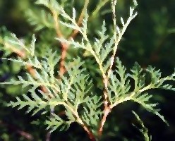 thuja